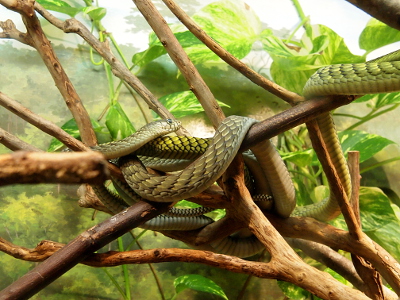 [The long snake is wrapped several times around branches in the display. It has light green scales which are rimmed in brown/black so its very easy to see them.]
